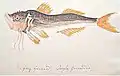 Grey Gurnard Trigla Gurnardus, 1805
