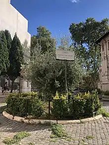Tree planted in memory of Stefano Gaj Taché, the 2-year-old toddler killed in the attack. The commemorative plaque reads "Stefano Gaj Taché, victim of terrorism at only two years of age".