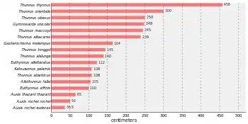 Bar chart that states Thunnus thynnus is the largest tuna, at 458 centimetres (180 in) followed by Thunnus orientalis at 300 centimetres (120 in), Thunnus obsesus at 250 centimetres (98 in), Gymnosarda unicolor at 248 centimetres (98 in), Thunnus maccoyii at 245 centimetres (96 in), Thunnus albacares at 239 centimetres (94 in), Gasterochisma melampus at 164 centimetres (65 in), Thunnus tonggol at 145 centimetres (57 in), Thunnus alalunga at 140 centimetres (55 in), Euthynnus alletteratus at 122 centimetres (48 in), Katsuwonus pelamis at 108 centimetres (43 in), Thunnus atlanticus at 108 centimetres (43 in), Allothunnus fallai at 105 centimetres (41 in), Euthynnus affinis at 100 centimetres (39 in), Auxis thazard thazard at 65 centimetres (26 in),Auxis rochei rochei at 50 centimetres (20 in), and Auxis rochei eudorax at 36.5 centimetres (14.4 in)