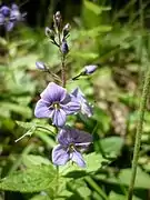 Flowers of  Veronica ponae