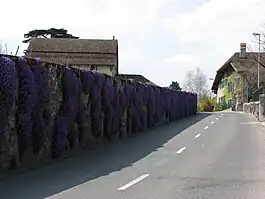 Flowers and buildings in Duillier village