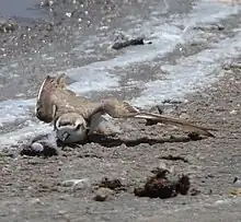 Photograph of a snowy plover lying on its belly with the left wing spread out