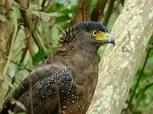 Crested serpent eagle
