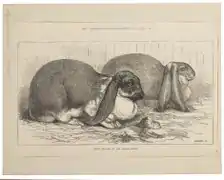 Full lop earsUnknown artist, 1875